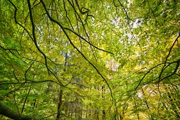 Natur Portfolio